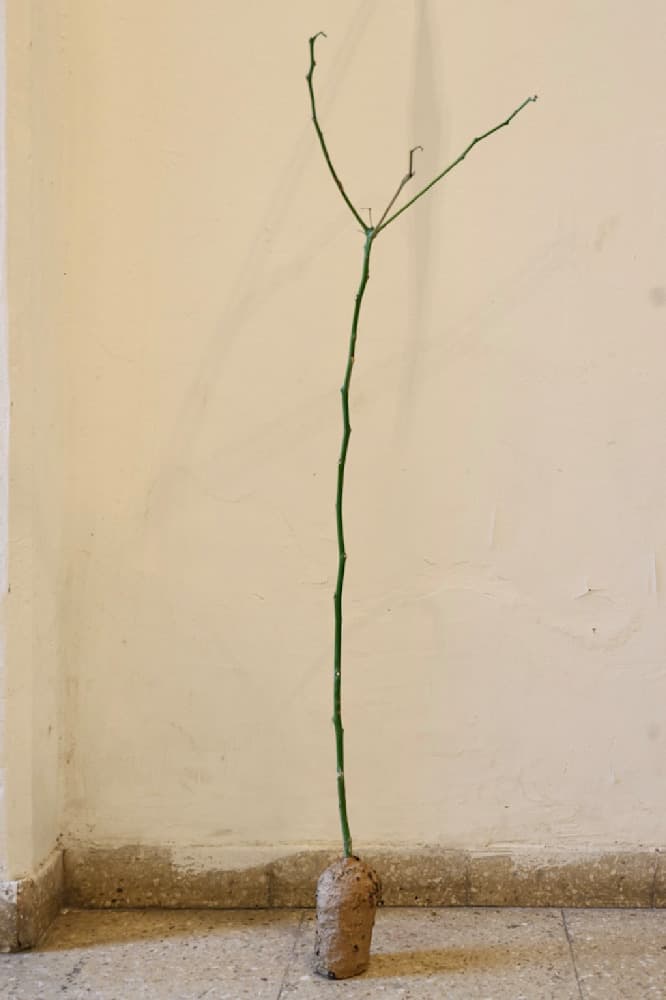 Hacer un Bosque (Making a Forest) — View 13 — Jay Lee